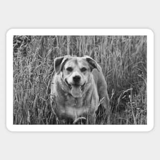 Happy Dog in Field Sticker